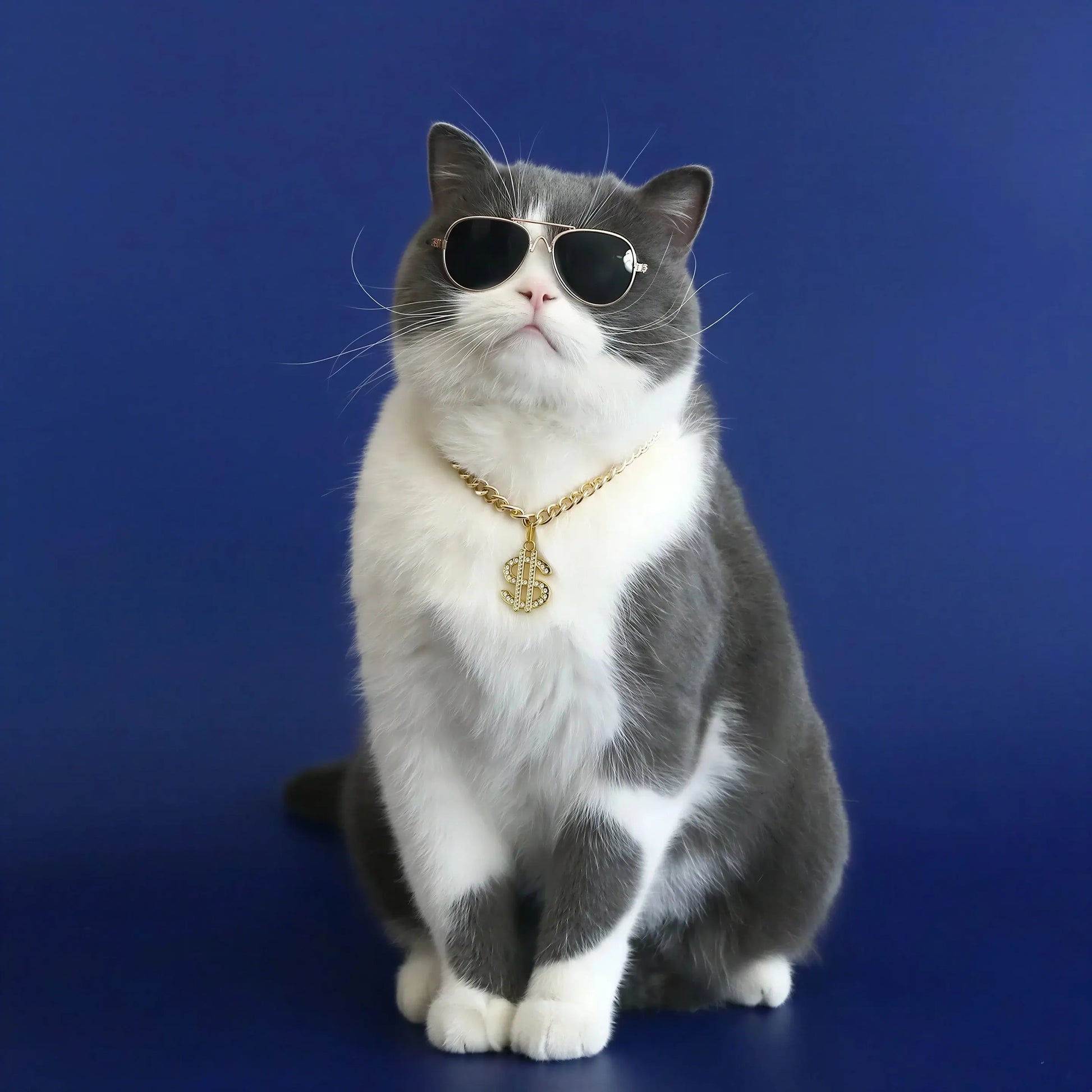 Collier Chat avec Pendentif Dollar Pour toi Mon chat