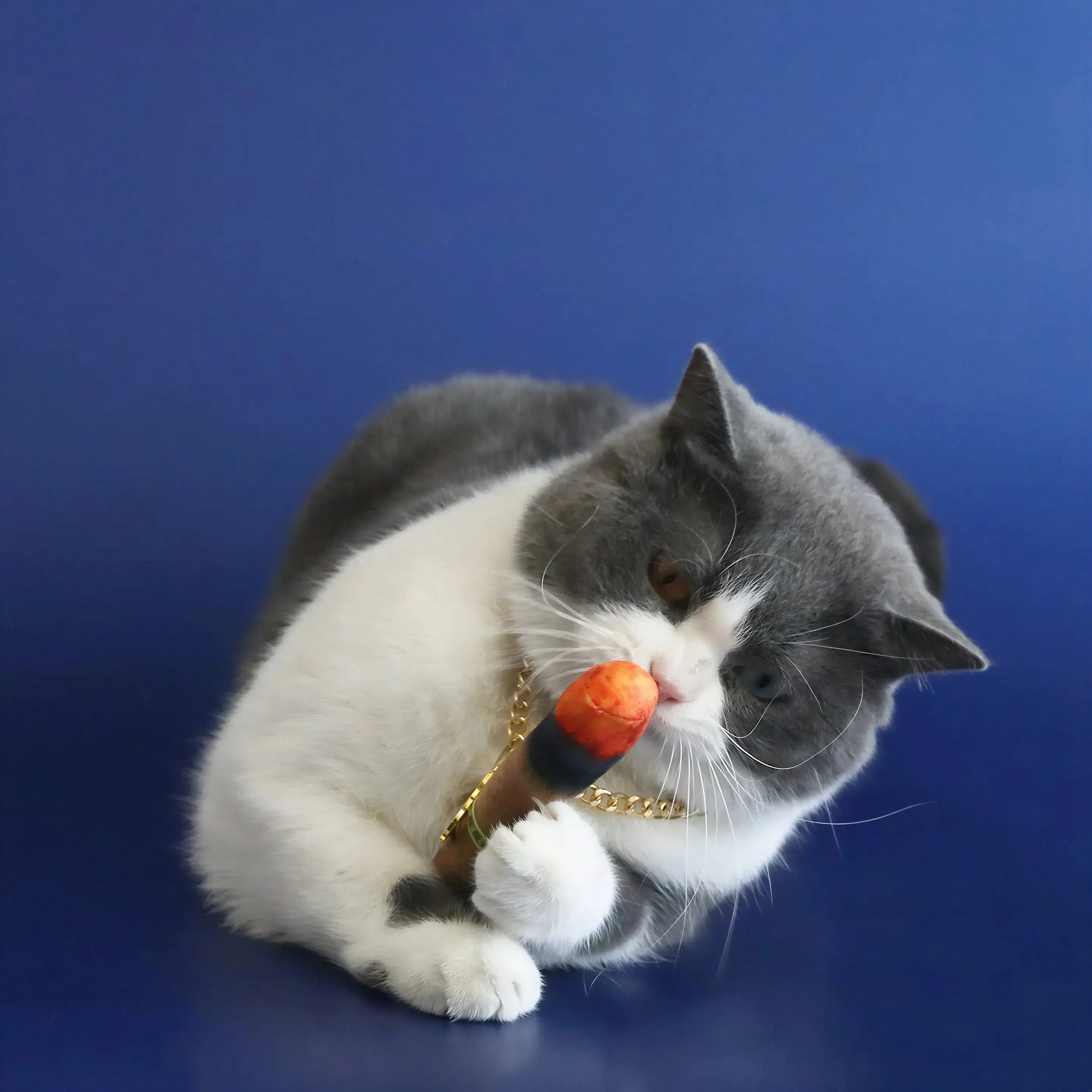 Collier Chat avec Pendentif Dollar Pour toi Mon chat