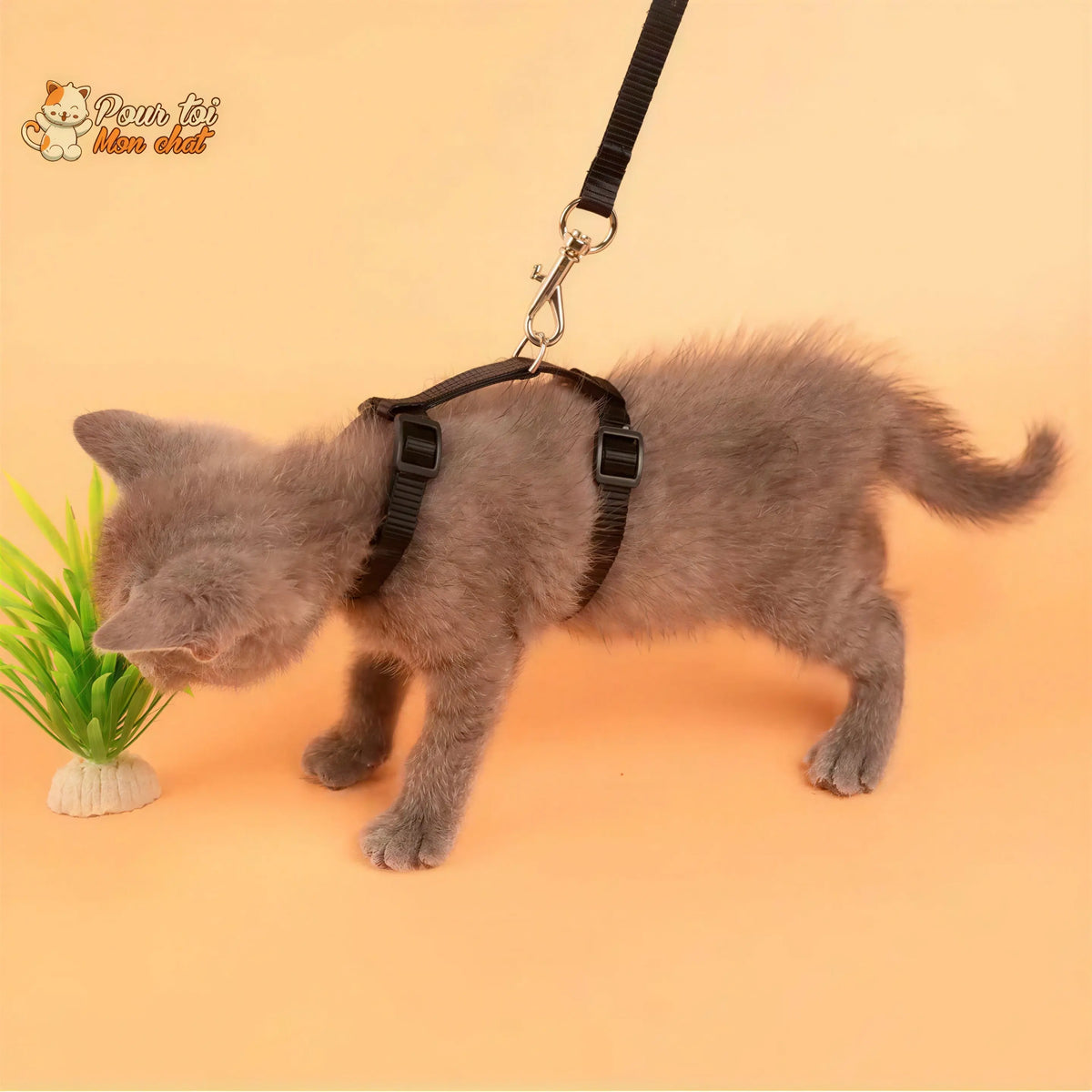 Collier anti-fuite pour chaton Pour toi Mon chat