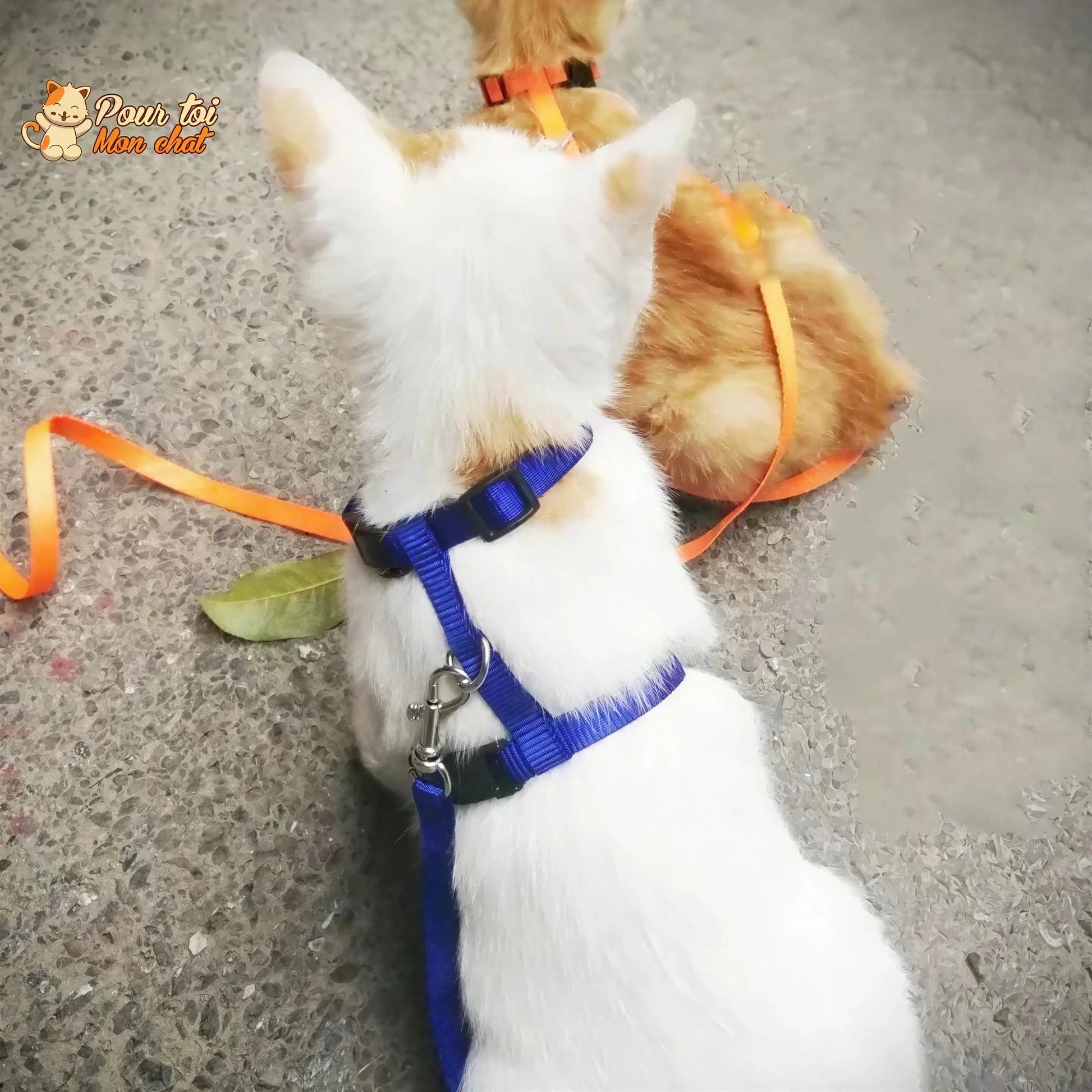 Collier anti-fuite pour chaton Pour toi Mon chat