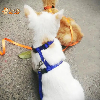 Collier anti-fuite pour chaton Pour toi Mon chat