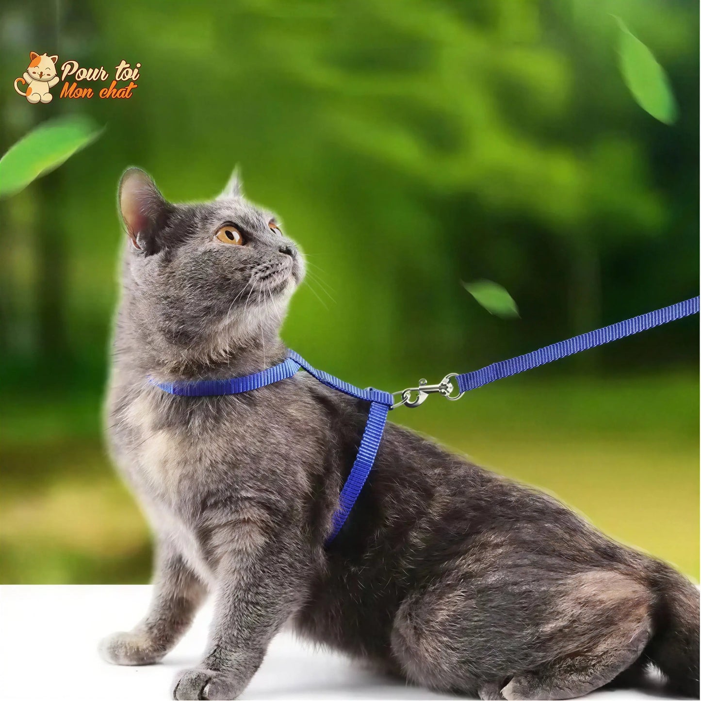 Collier anti-fuite pour chaton Pour toi Mon chat