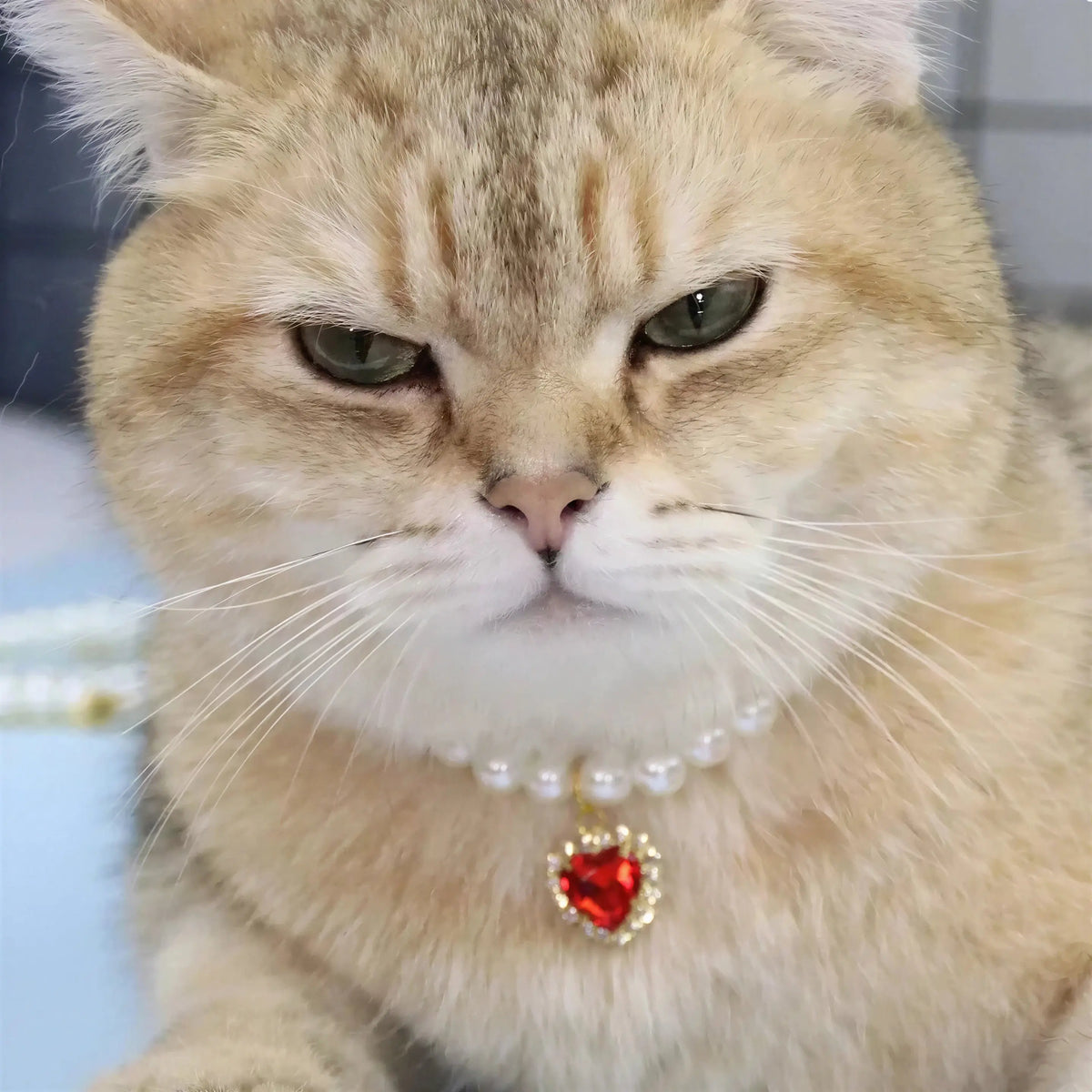 Collier pour Chat en Perles Pour toi Mon chat