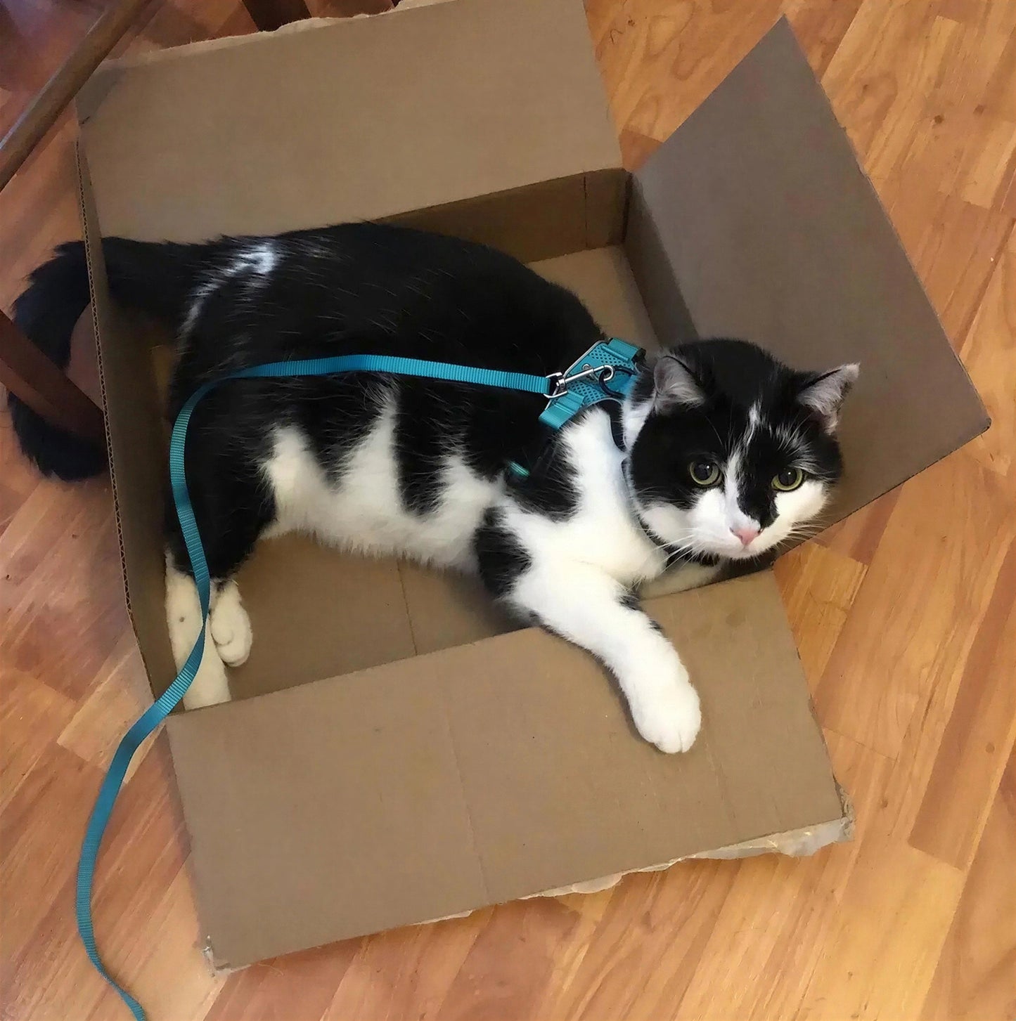 Harnais Chat Anti Fugue Réfléchissant avec Laisse Réglable Pour toi Mon chat