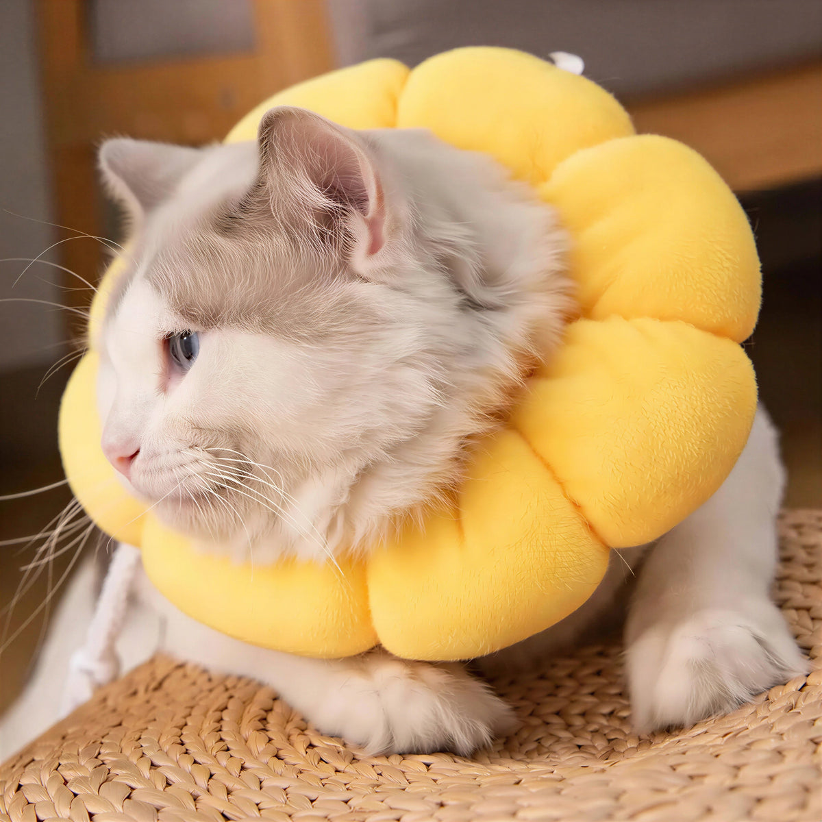 Collerette pour Chat en Forme de Fleur Pour toi Mon chat