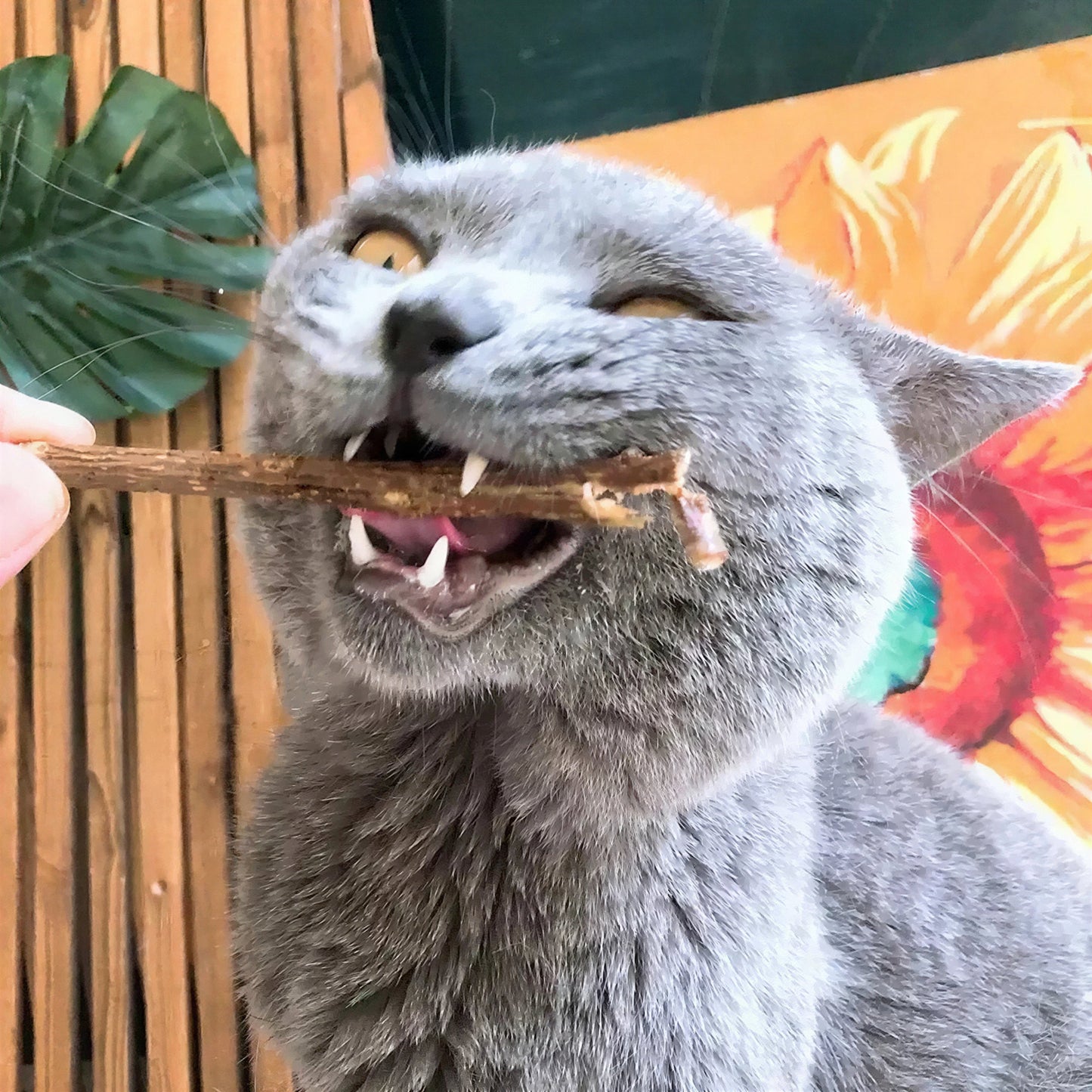 Bâtonnets en bois pour nettoyage des dents pour chat Pour toi Mon chat