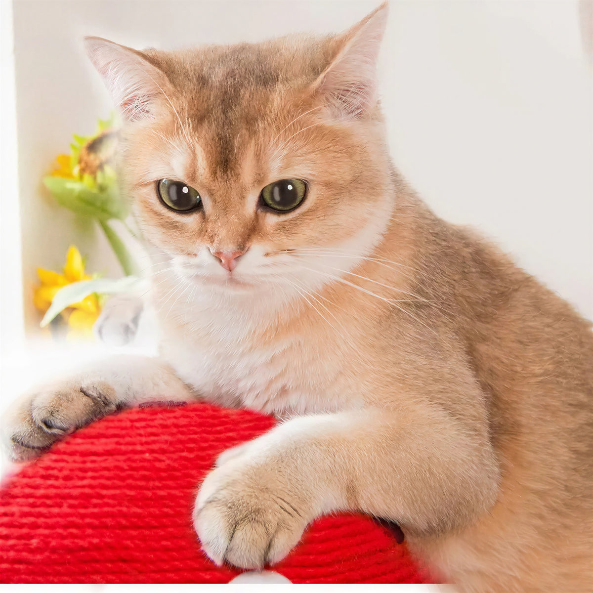Planche à gratter en sisal en forme de champignon pour chat - vue 4