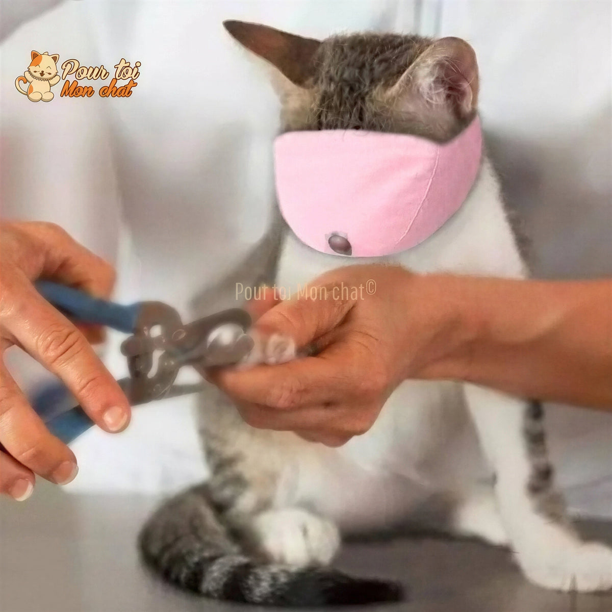 Muselière respirante en nylon - POUR CHAT – Masque4Cat™ Pour toi Mon chat