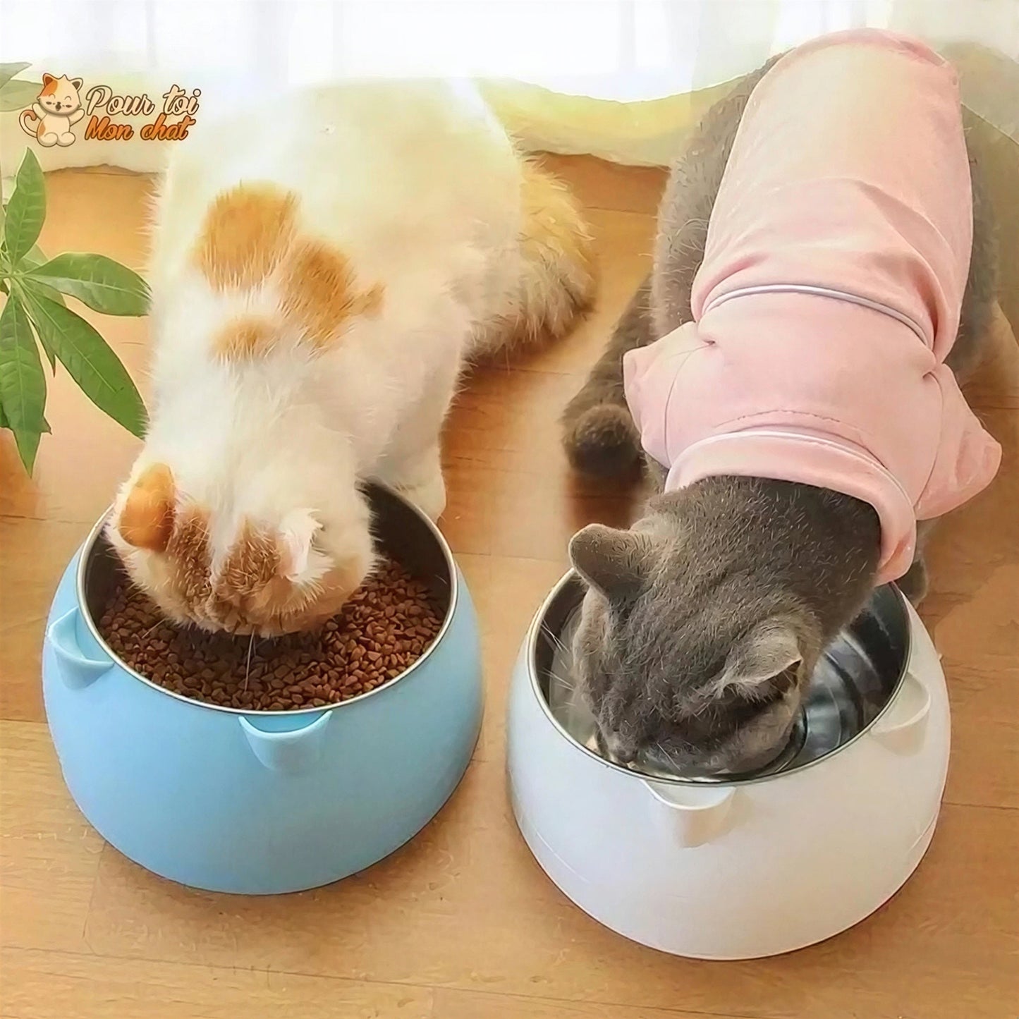 Gamelle Inclinée pour Chat - KittyBowl™ Pour toi Mon chat