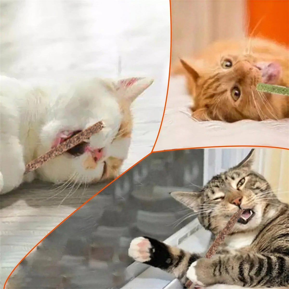 Jouet à mâcher saveur menthe pour chaton Pour toi Mon chat