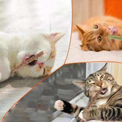 Jouet à mâcher saveur menthe pour chaton Pour toi Mon chat