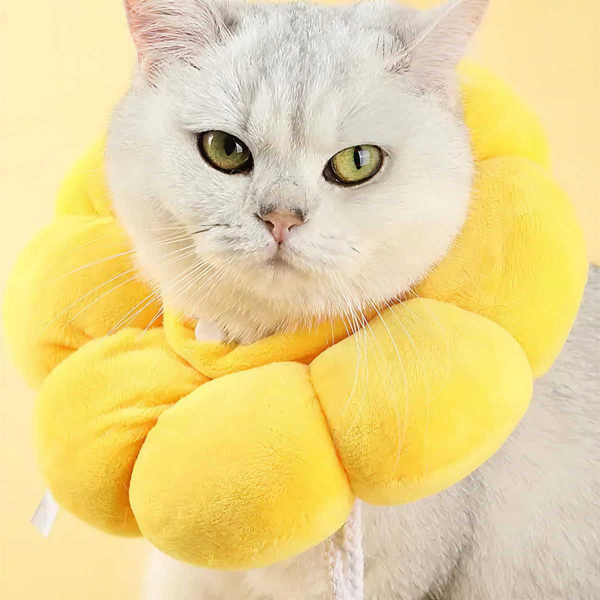 Collerette Chat Souple et Ajustable en Forme de Fleur Pour toi Mon chat