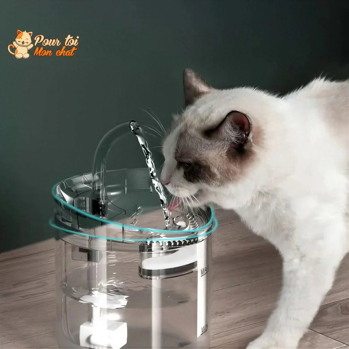 Fontaine à eau pour chat avec capteur automatique Pour toi Mon chat