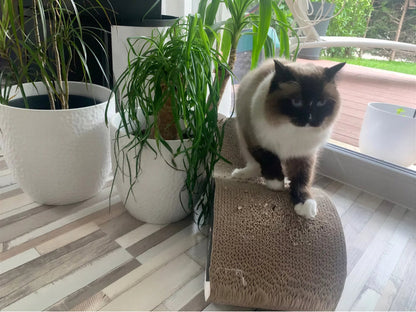 Lit à gratter pour chat en carton ondulé Pour toi Mon chat