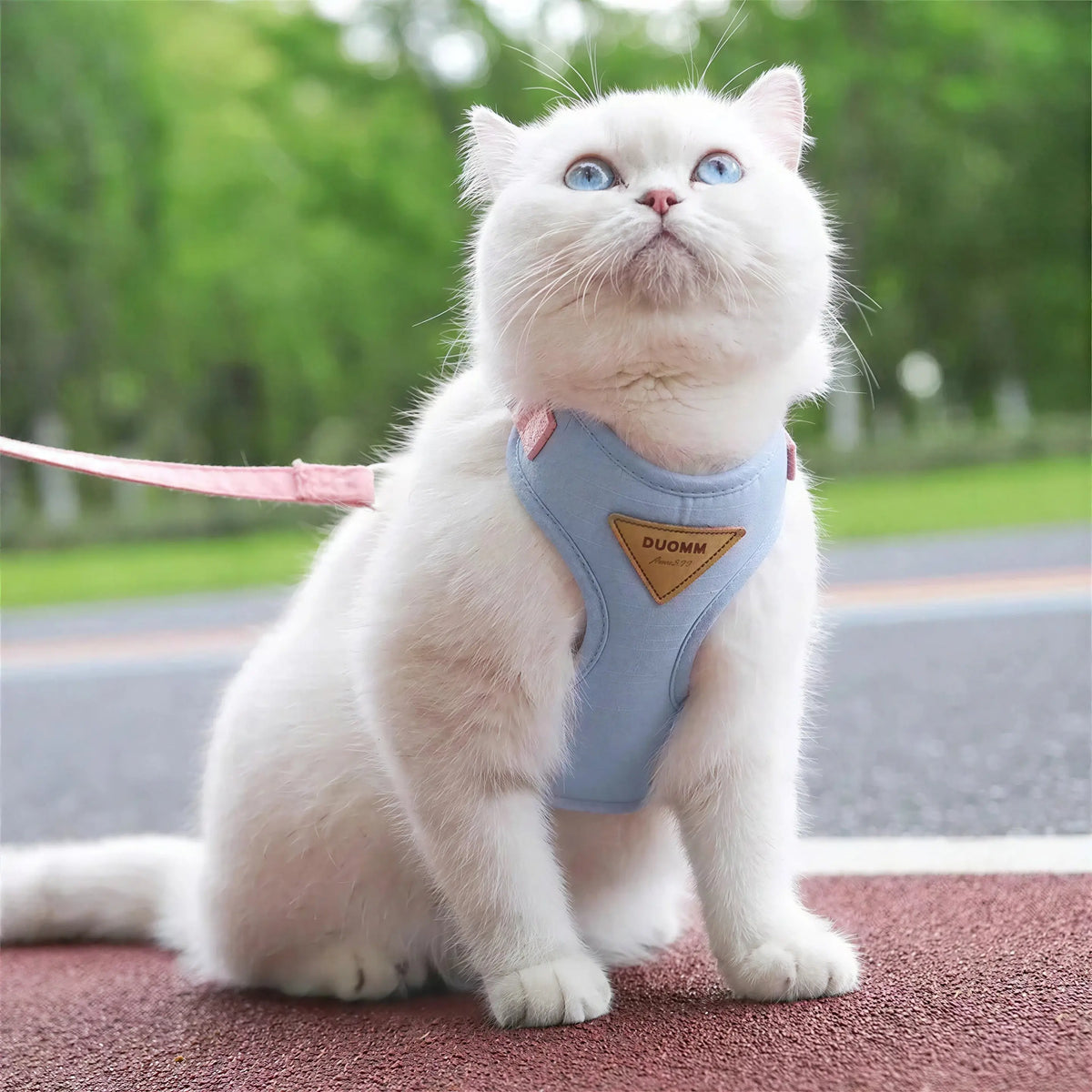 Harnais Chat Facile à Mettre Pour toi Mon chat