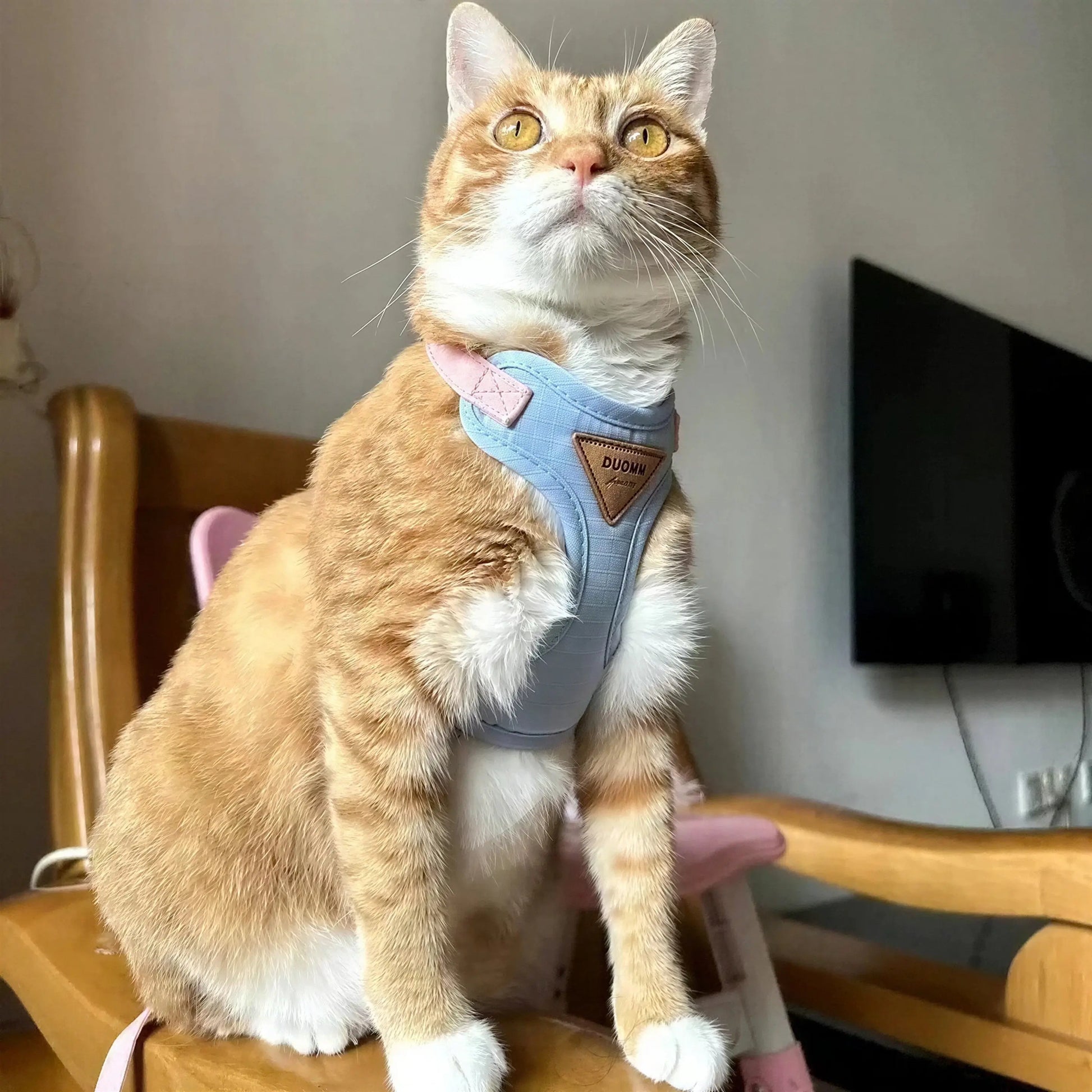 Harnais Chat Facile à Mettre Pour toi Mon chat
