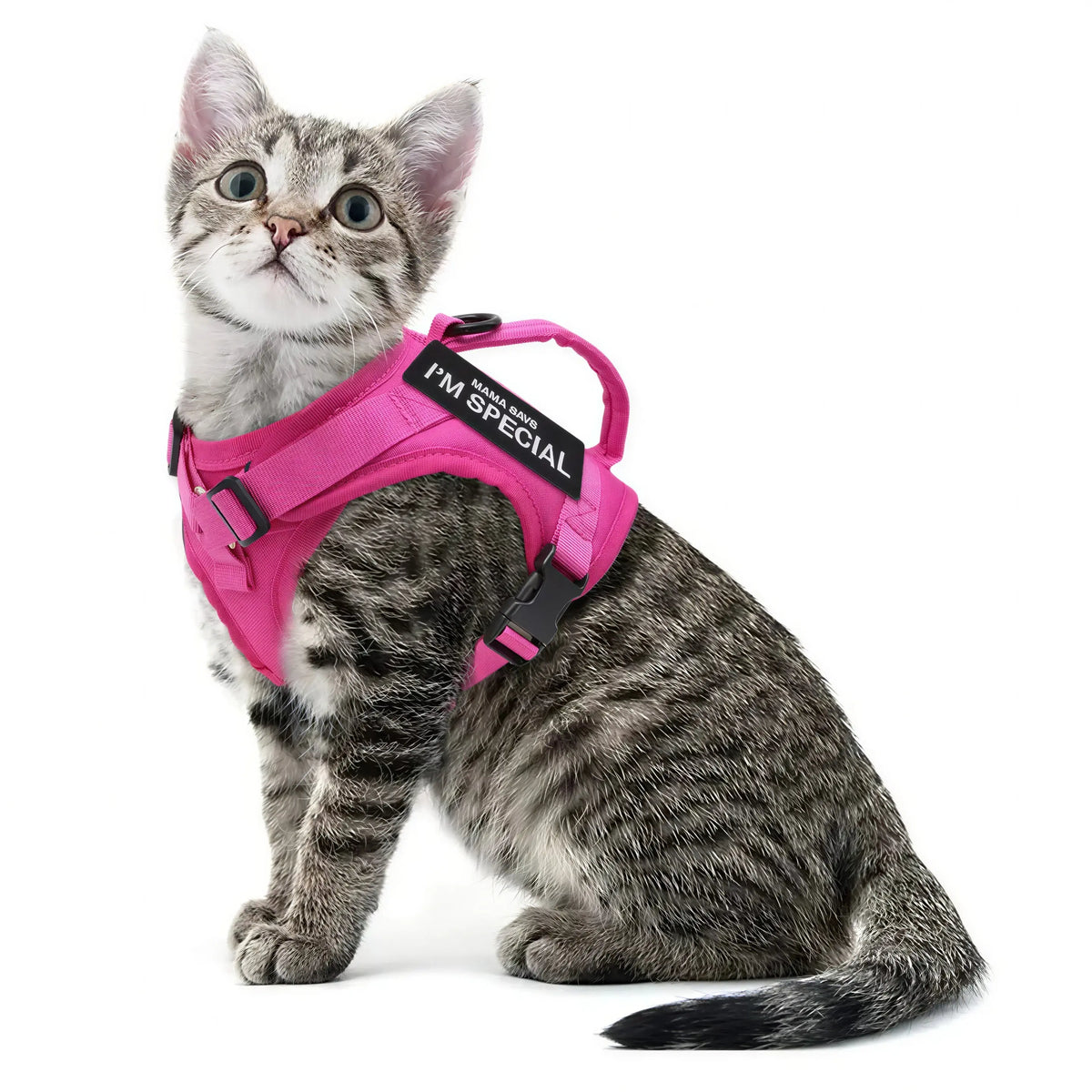 Harnais Chat Militaire Pour toi Mon chat