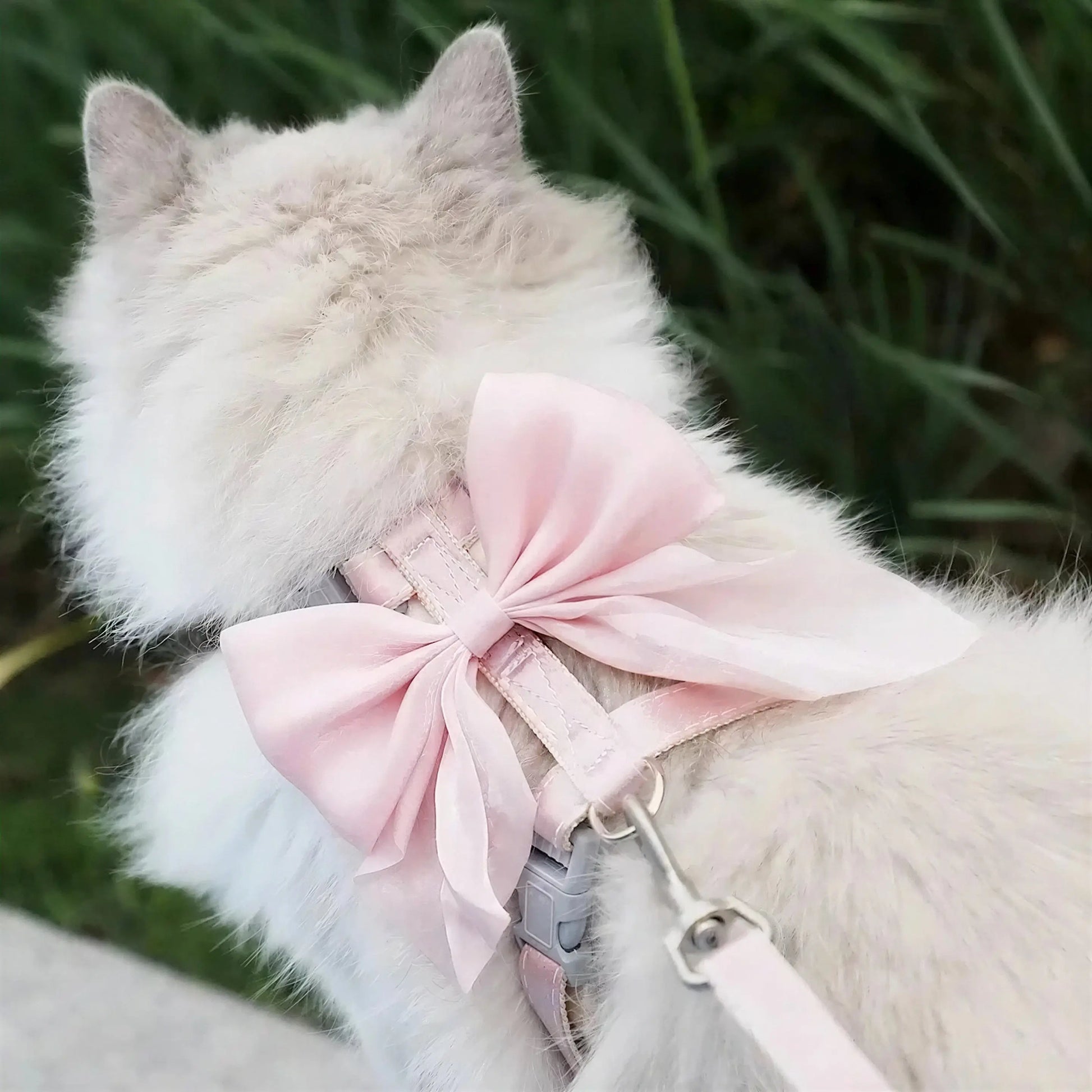 Harnais Chat Noeud Papillon Pour toi Mon chat