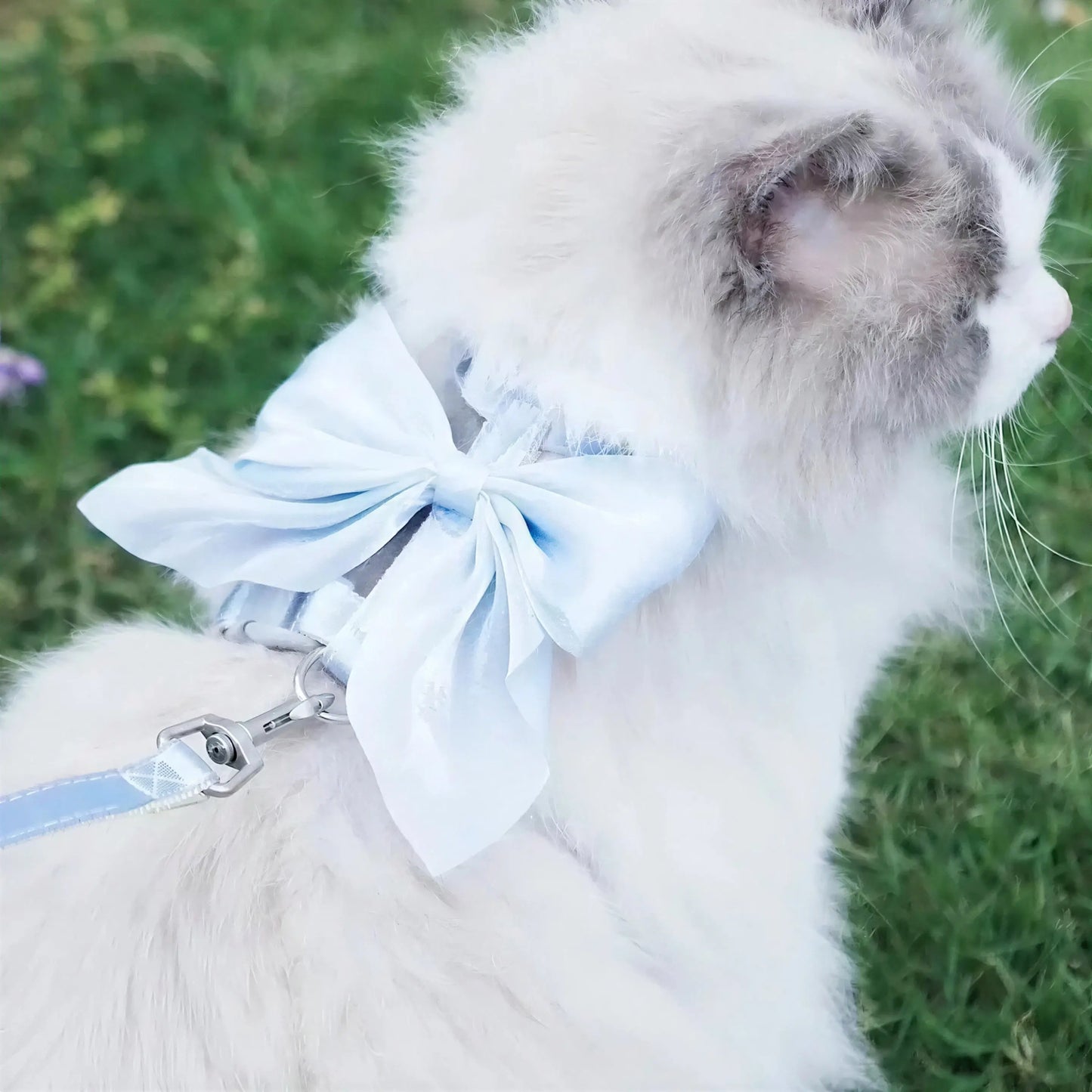 Harnais Chat Noeud Papillon Pour toi Mon chat