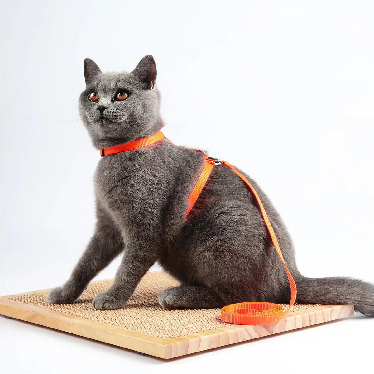 Harnais Chat en Nylon Pour toi Mon chat