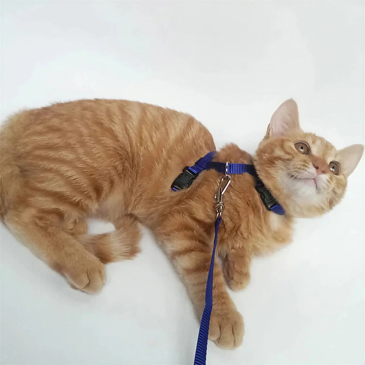 Harnais Chat en Nylon Pour toi Mon chat