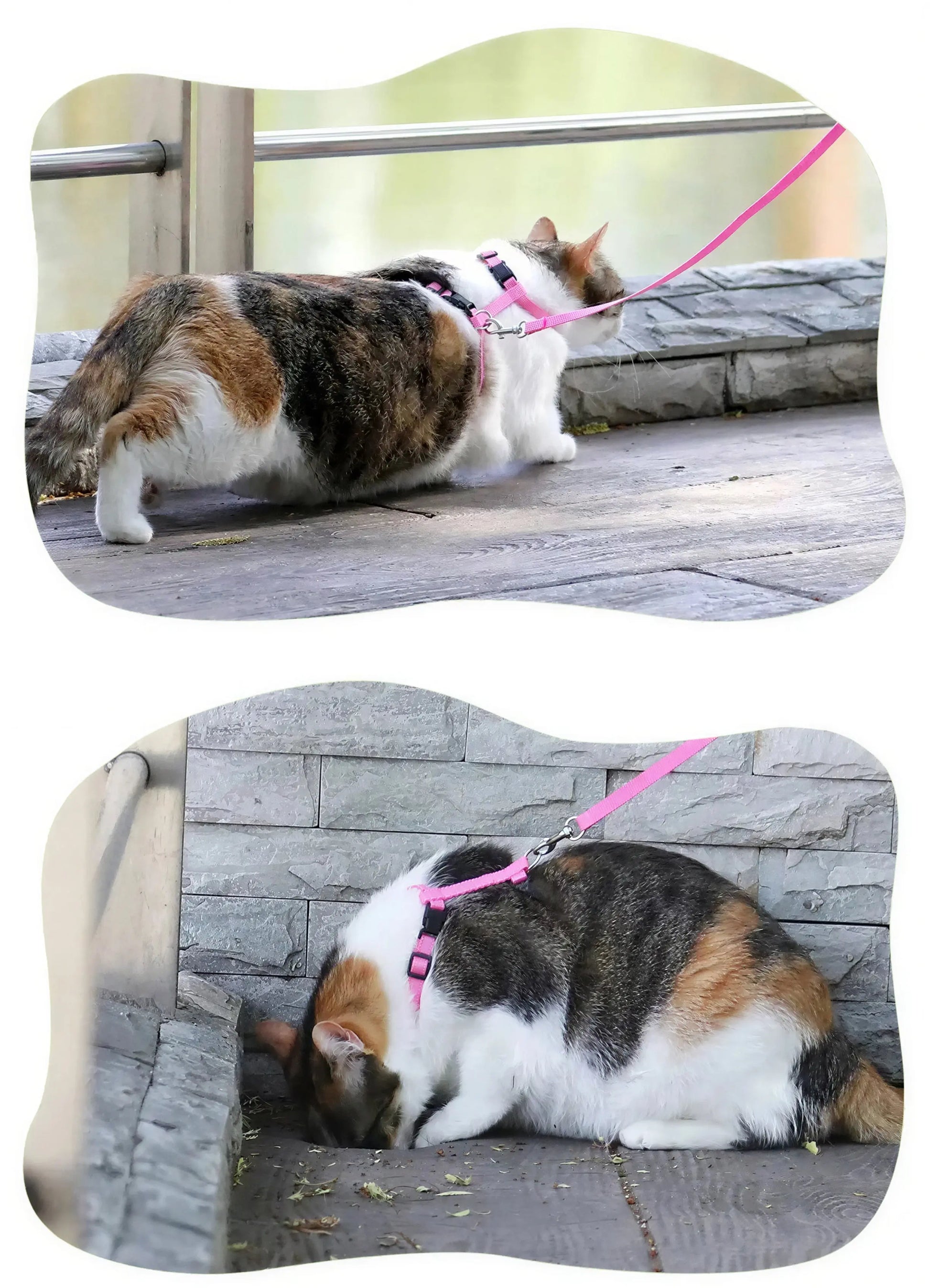 Harnais Chat en Nylon Pour toi Mon chat