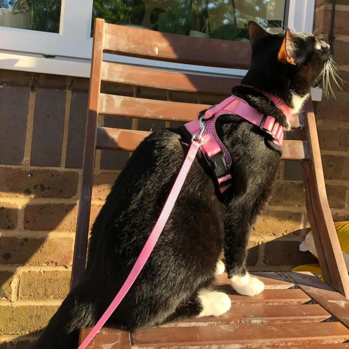 Harnais Chaton Doux et Réfléchissant avec Laisse de Marche Pour toi Mon chat