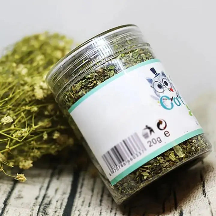 Herbe à Chat Verte en Pot Goût Menthe