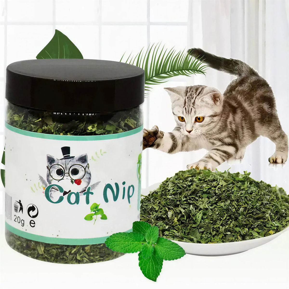 Herbe à Chat Verte en Pot Goût Menthe Pour toi Mon chat