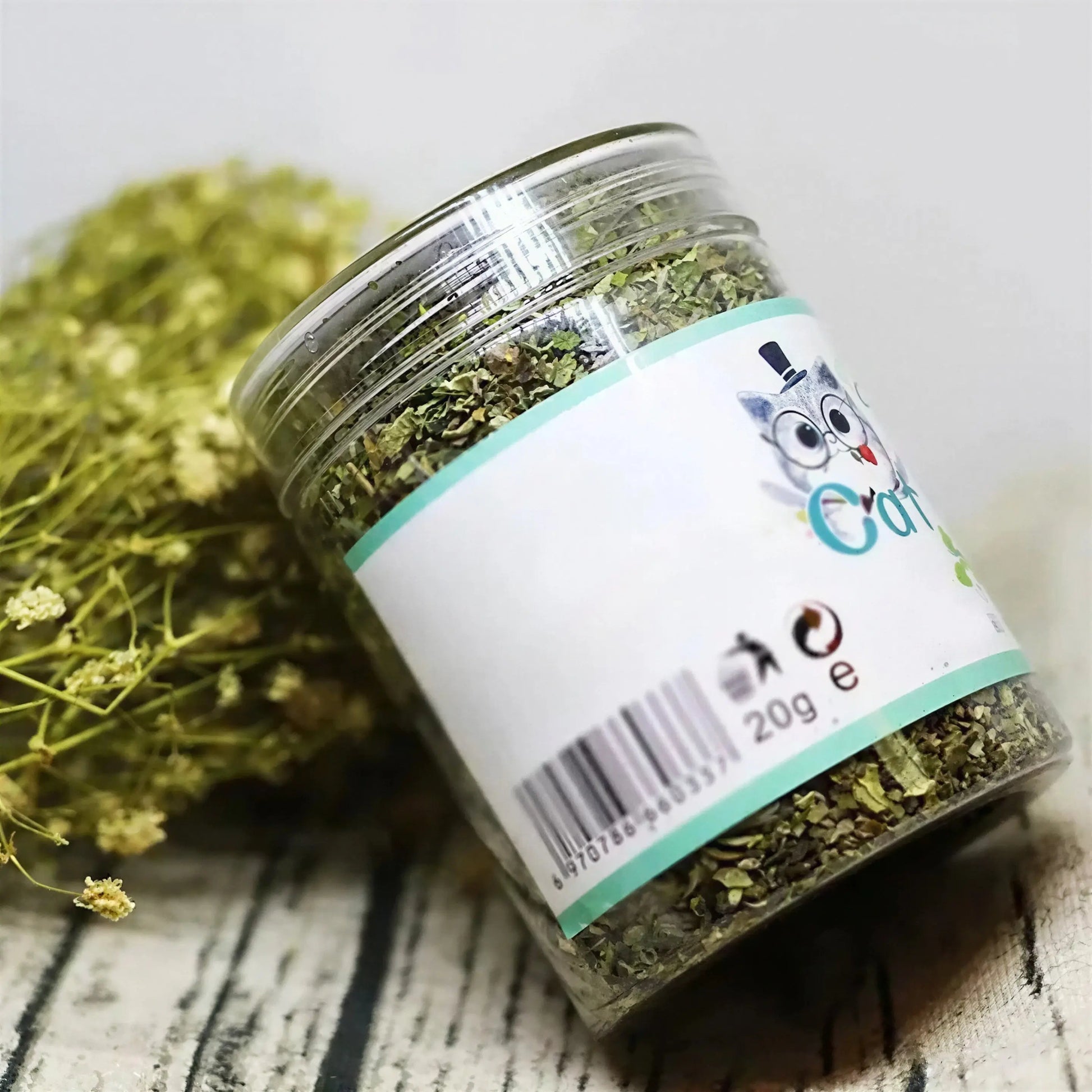 Herbe à Chat Verte en Pot Goût Menthe Pour toi Mon chat