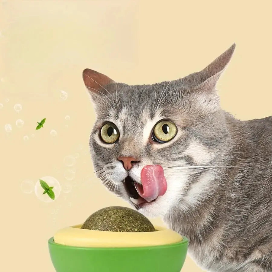 Herbe à Chat dans un Jouet en Forme d'Avocat