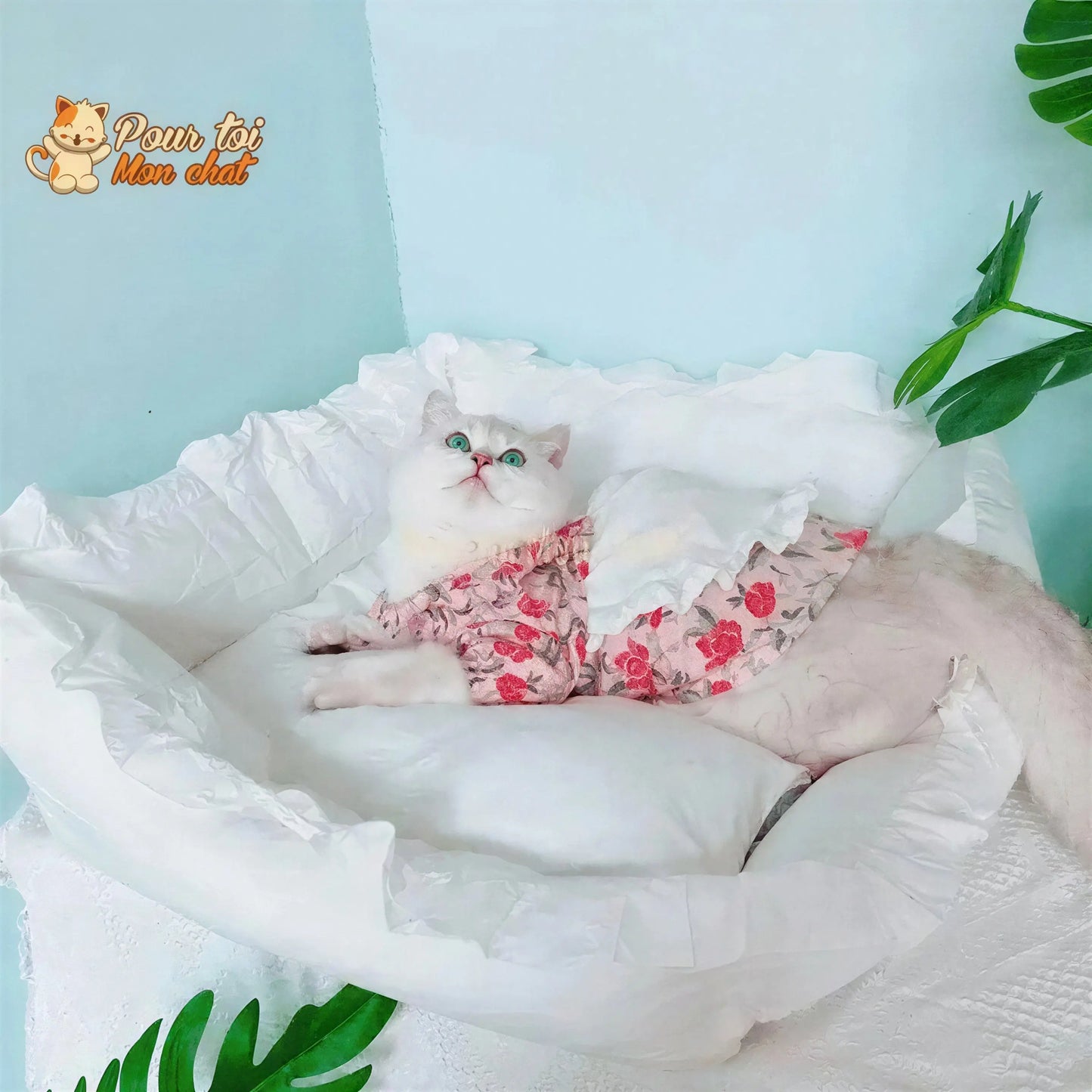 LIT COUSSIN DE PRINCESSE MIGNON EN DENTELLES POUR CHAT – Chat’dentelles™ Pour toi Mon chat