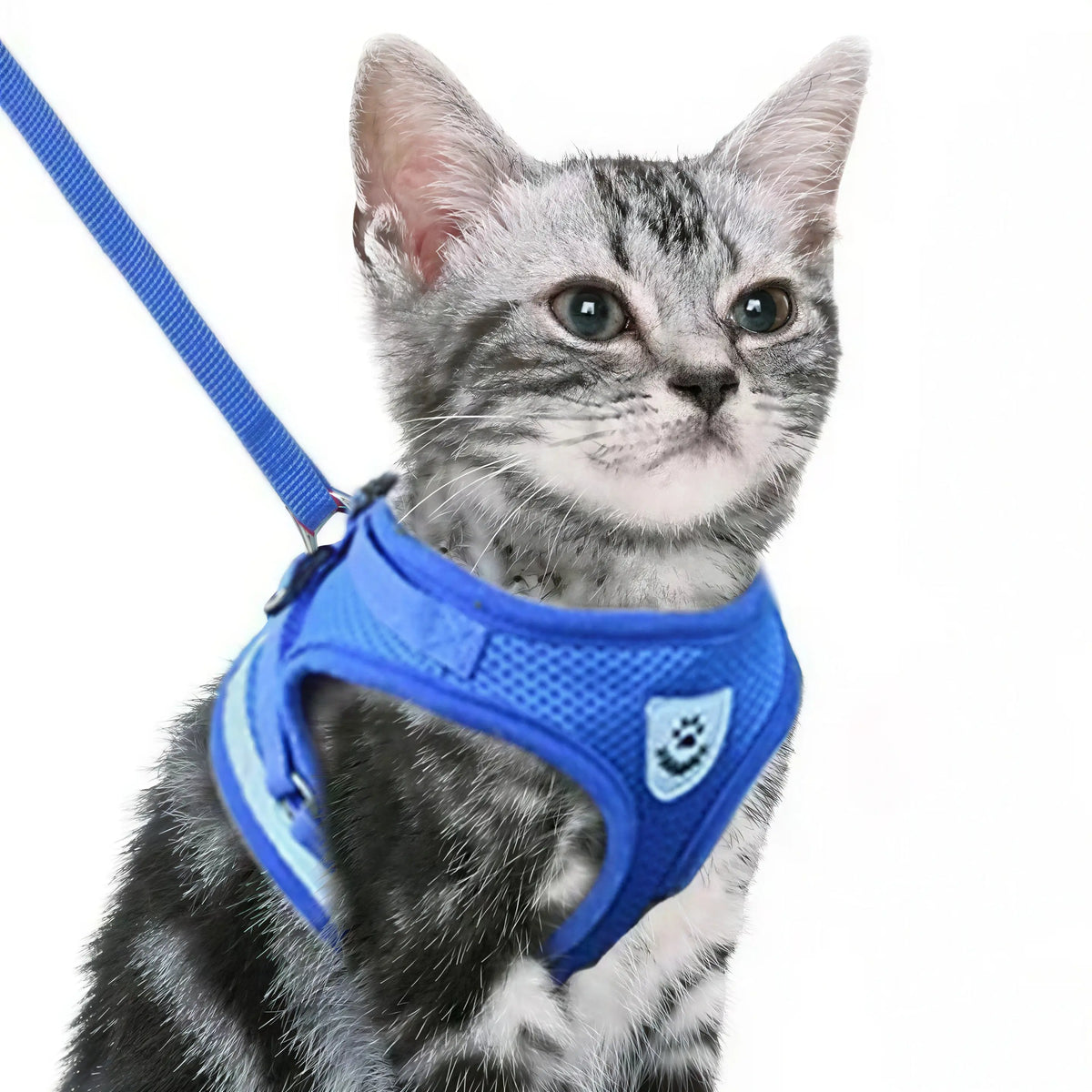 Laisse pour Chaton Style Gilet Respirant et Réfléchissant Pour toi Mon chat