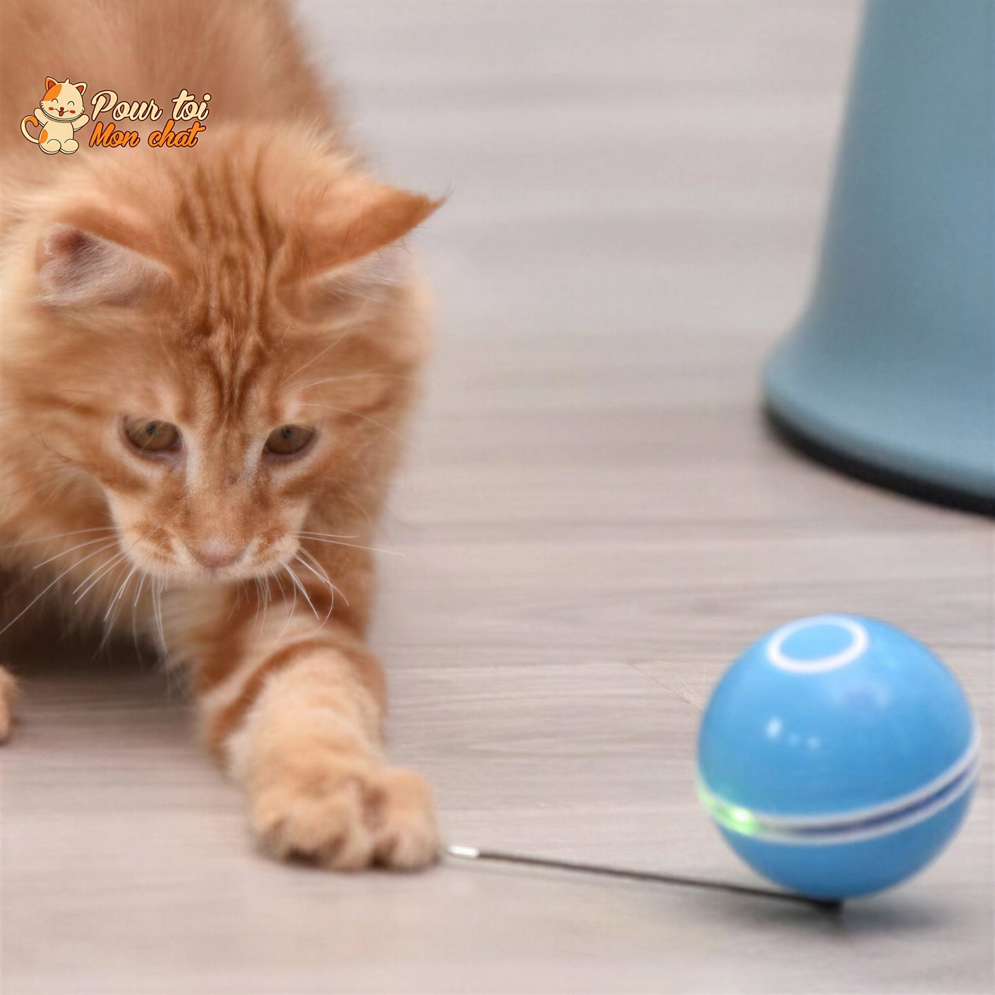 Balle Interactive pour Chat - RollChat™ Pour toi Mon chat
