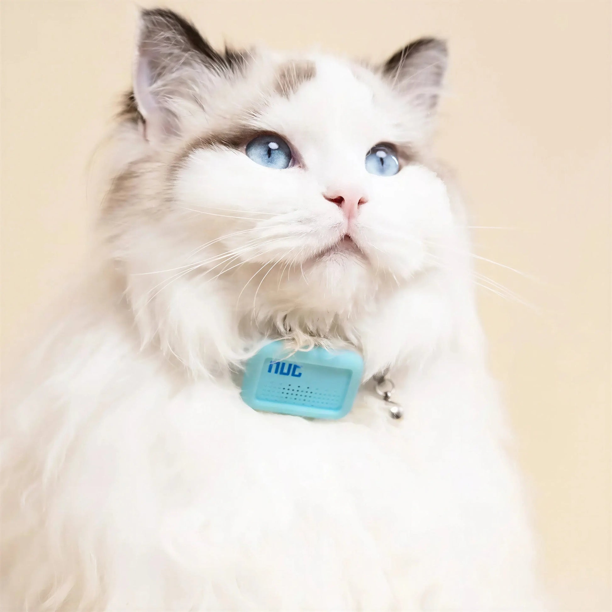 Mini Traceur GPS avec Collier pour Chat Pour toi Mon chat