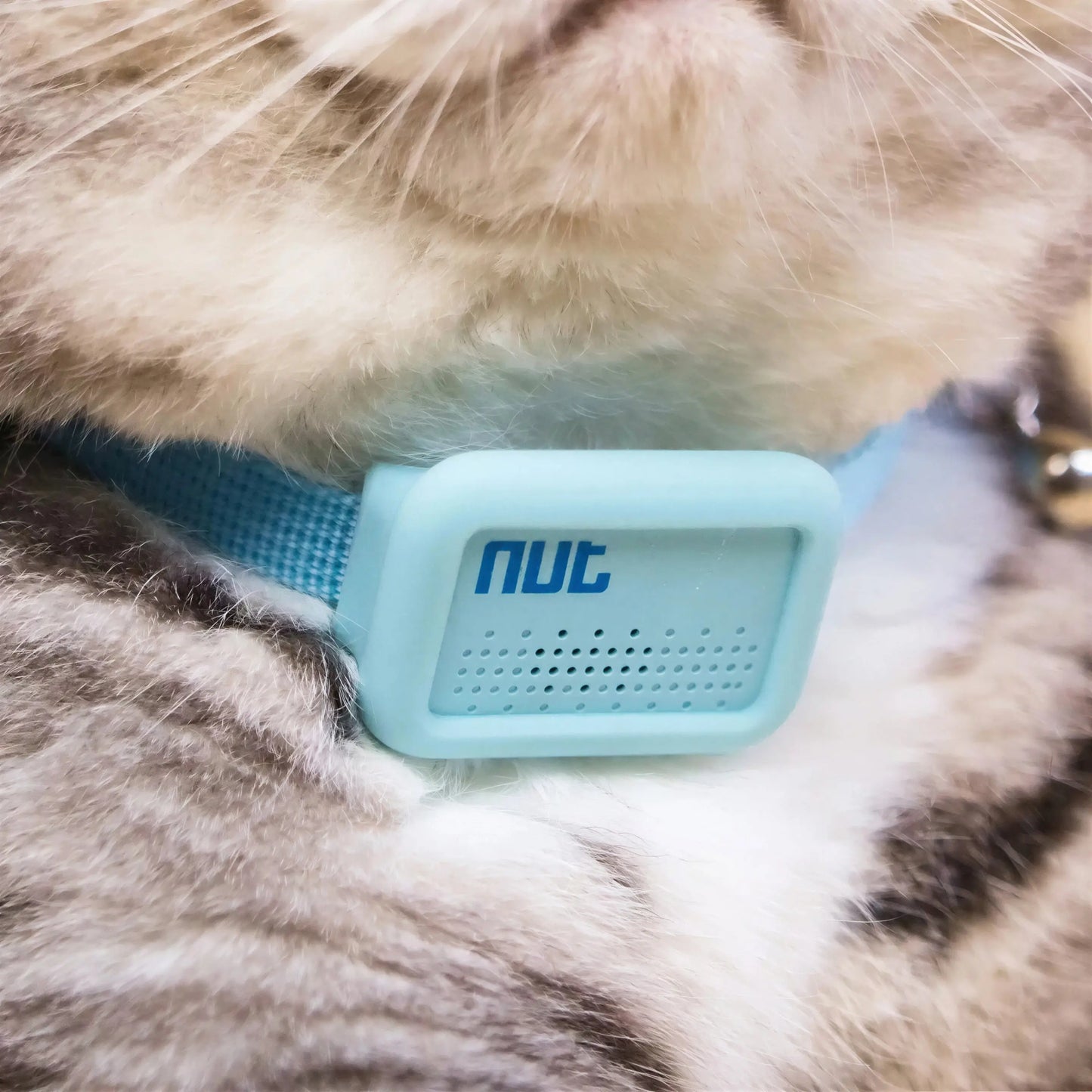 Mini Traceur GPS avec Collier pour Chat Pour toi Mon chat