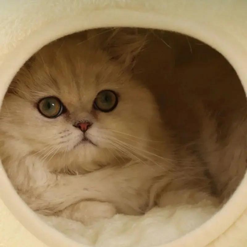 Niche pour Chat Forme de Grenouille Pour toi Mon chat
