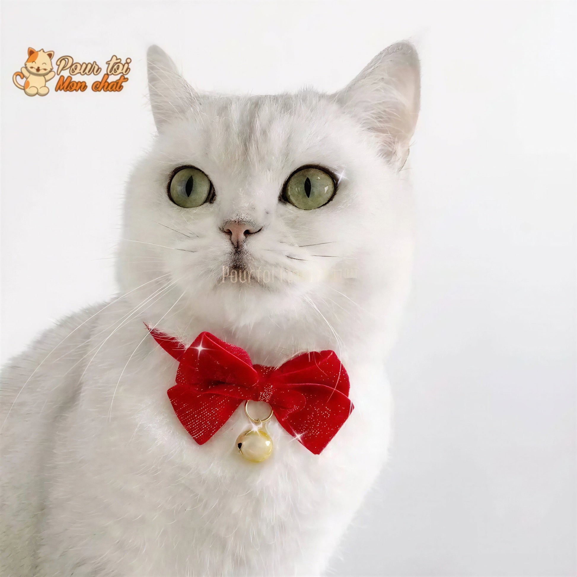 Noël - Nœud papillon de Noël - Pour Chat et Chien – Chat’nœud’Pap’™ Pour toi Mon chat