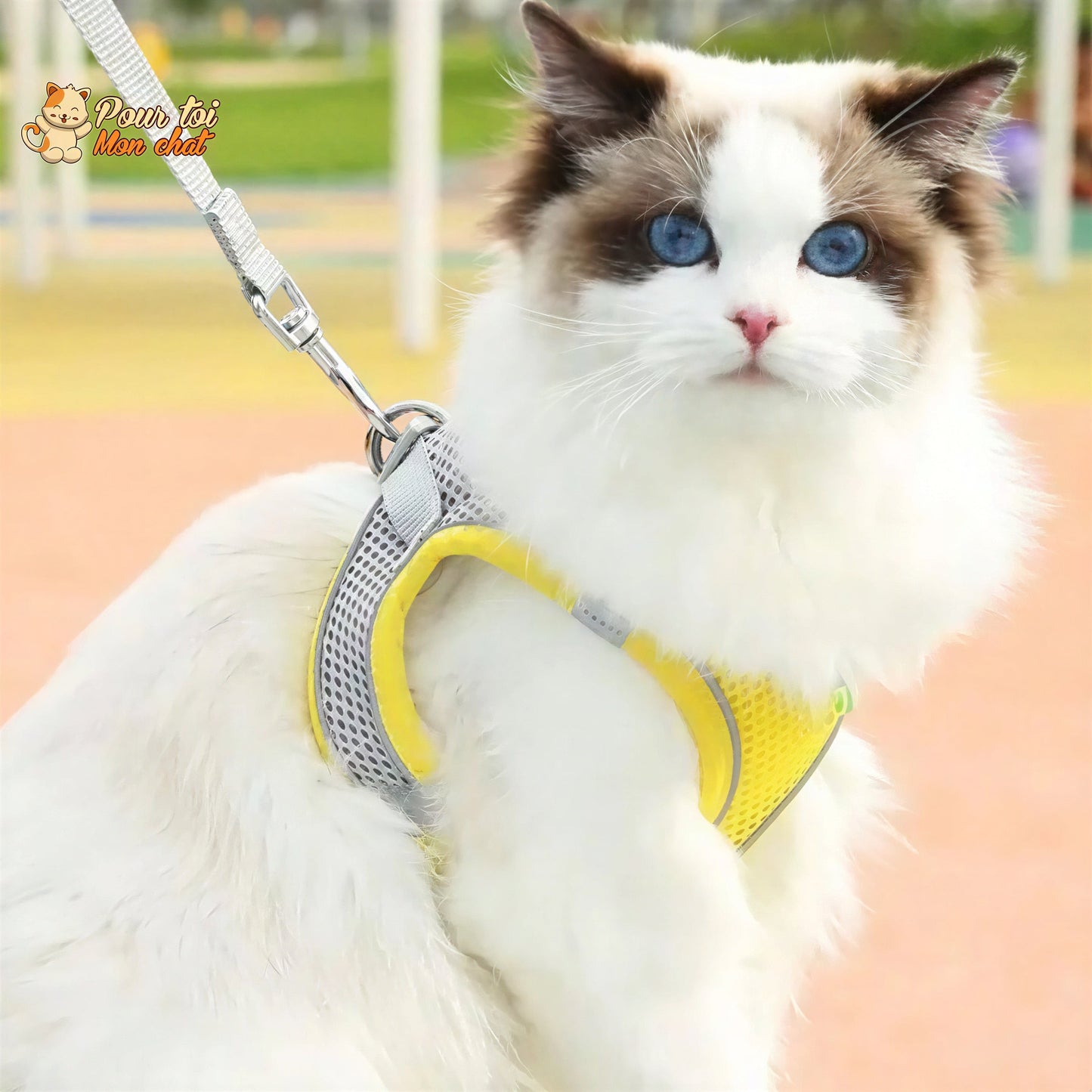 Ensemble de laisse et maille réglable pour chat Pour toi Mon chat