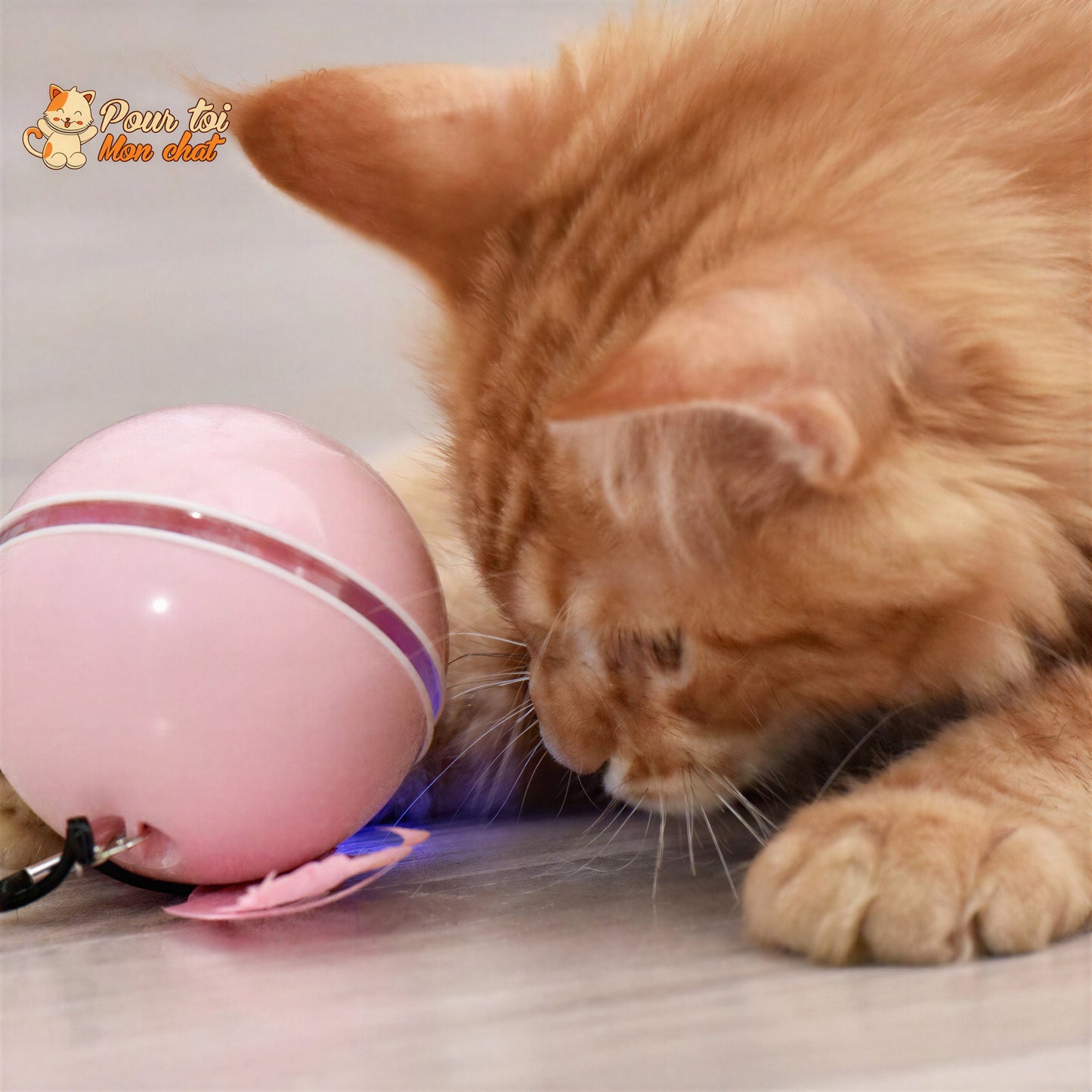 Balle Interactive pour Chat - RollChat™ Pour toi Mon chat