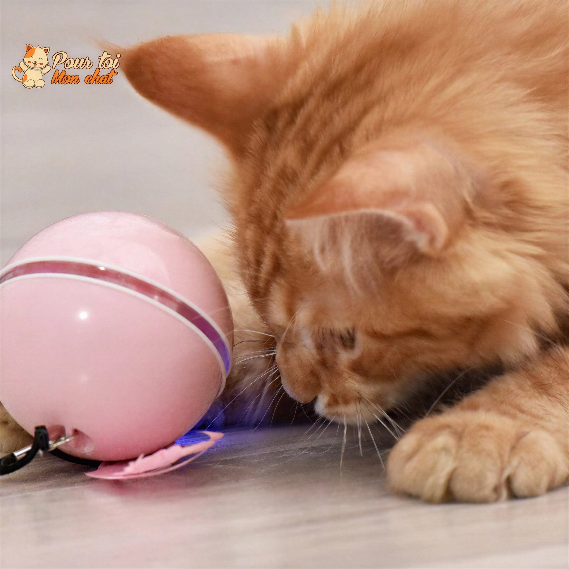 Balle Interactive pour Chat - RollChat™ Pour toi Mon chat
