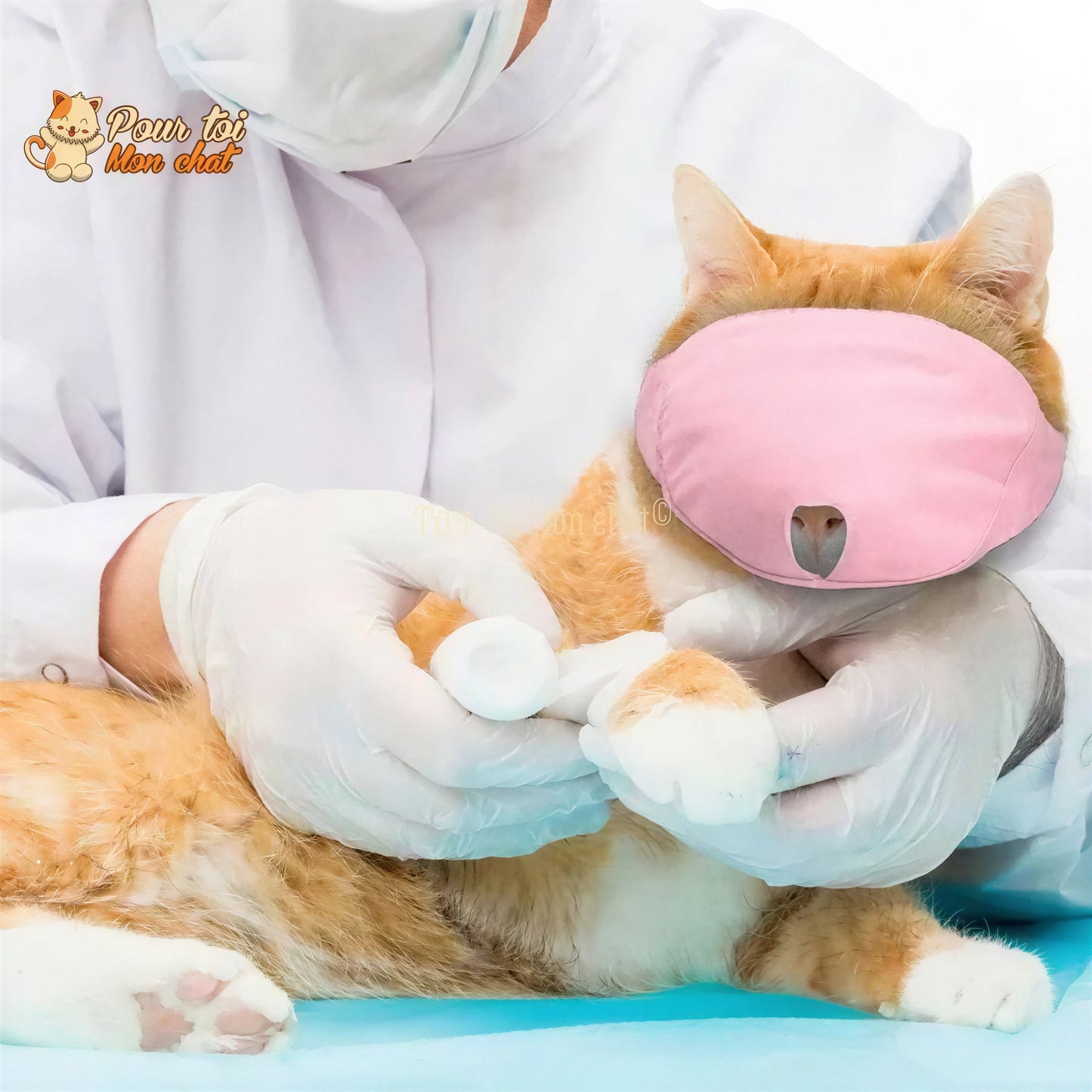 Muselière respirante en nylon - POUR CHAT – Masque4Cat™ Pour toi Mon chat