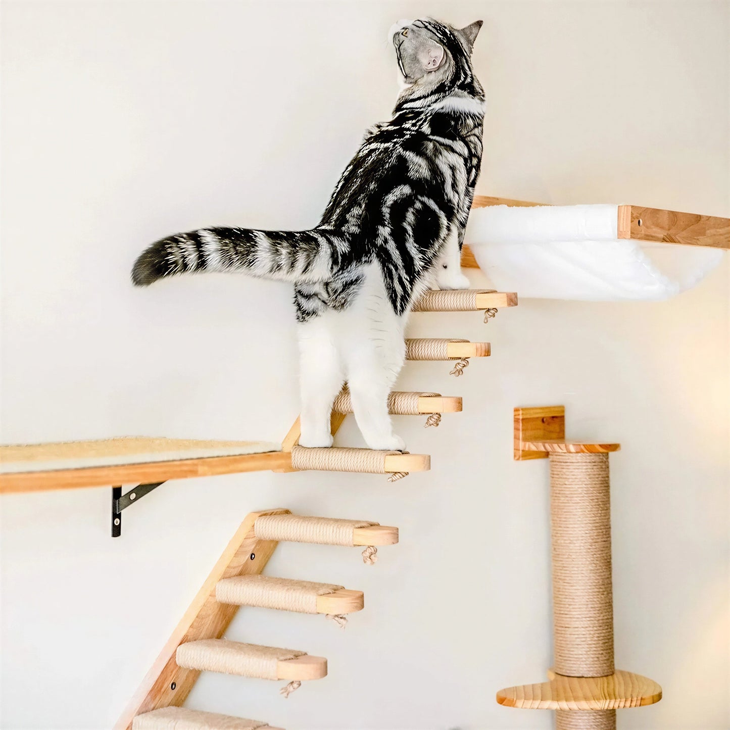 Escalier pour Chat à Fixer Contre un Mur Pour toi Mon chat