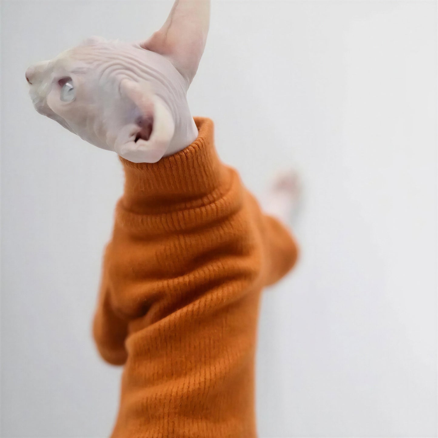 Pull Chat Élégant et Confortable Pour toi Mon chat