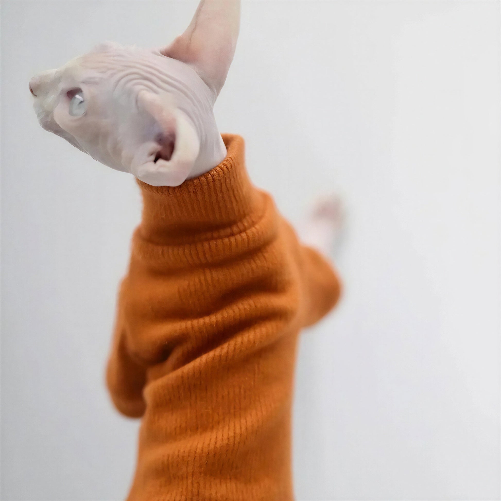 Pull Chat Élégant et Confortable Pour toi Mon chat