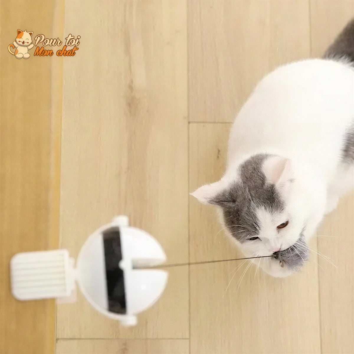 Balle Interactive pour chat - Attrap'Ball™ Pour toi Mon chat