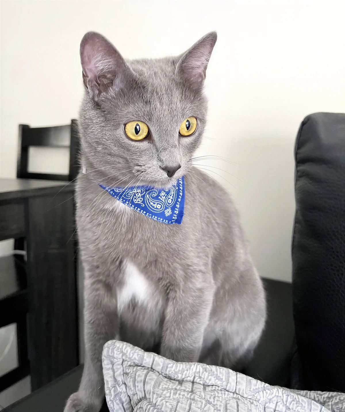 Écharpe ajustable pour chaton Pour toi Mon chat
