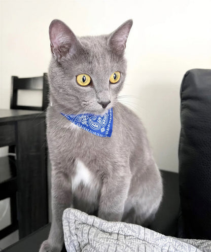Écharpe ajustable pour chaton Pour toi Mon chat