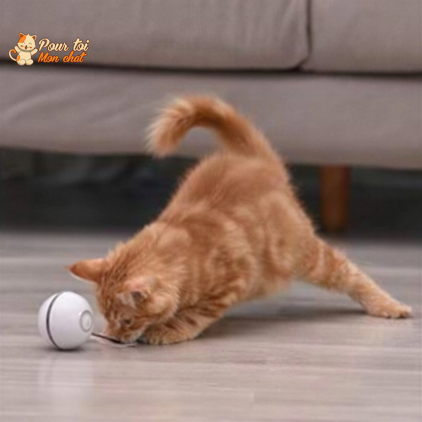 Balle Interactive pour Chat - RollChat™ Pour toi Mon chat