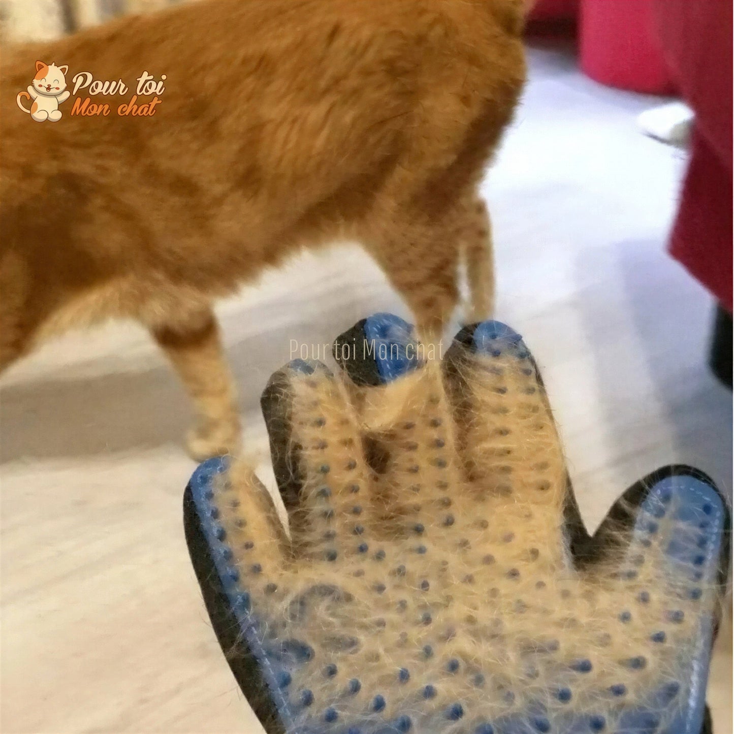 Gant de toilettage et de massage pour chat - Clean'Cat™ Pour toi Mon chat